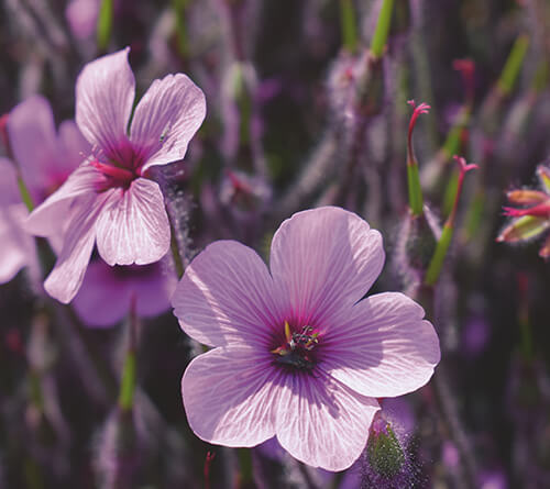 Caparol Toņu Pasaules 2022